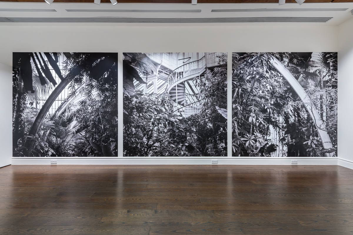 Three large-scale, black-and-white photo-mural adhered directly to the wall of a gallery space.  The imagery displays views of the exotic tropical plant greenhouses at Kew Gardens. 