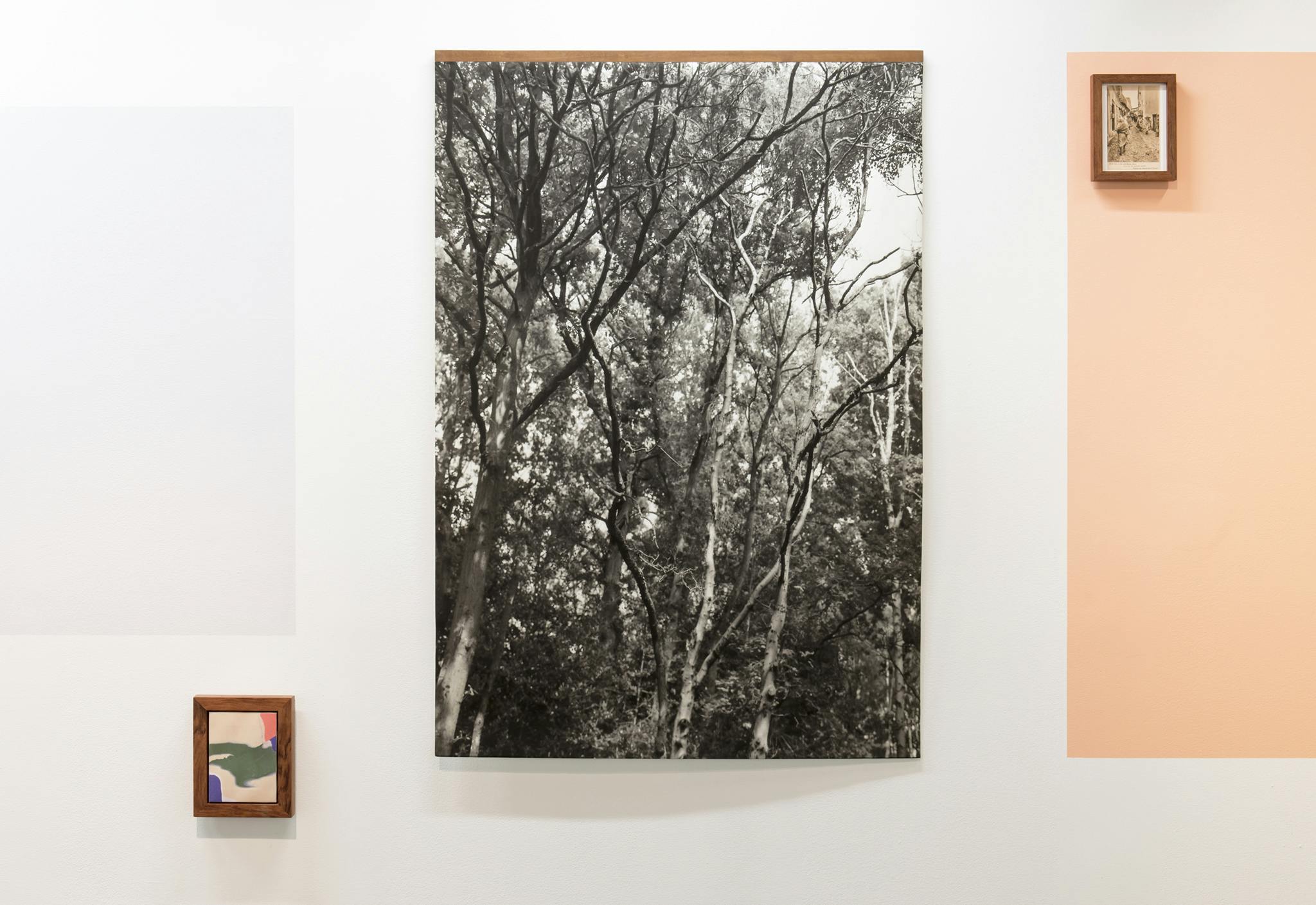 An installation image of Grace Ndiritu's work mounted on a wall. It is a black and white photograph capturing a forest. 